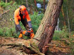 How Our Tree Care Process Works  in  Euless, TX