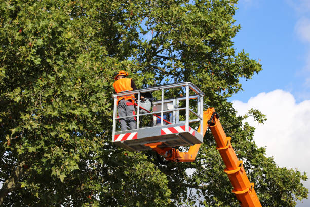 Best Stump Grinding and Removal  in Euless, TX