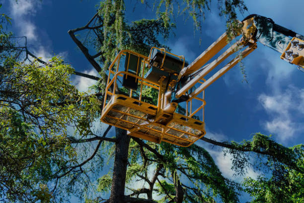 Reliable Euless, TX Tree Services Solutions