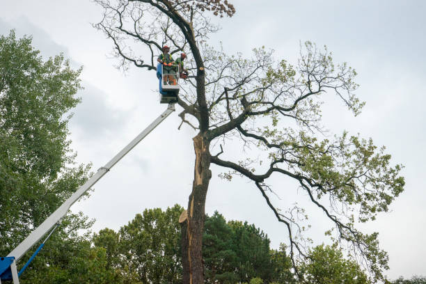 How Our Tree Care Process Works  in  Euless, TX