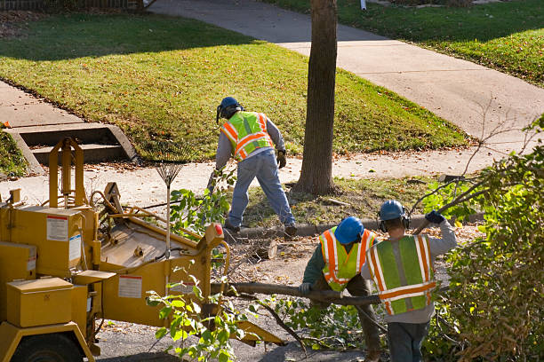 Best Grass Overseeding  in Euless, TX