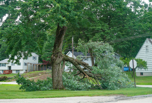 How Our Tree Care Process Works  in  Euless, TX
