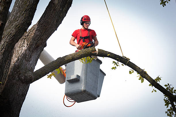 Best Tree Cabling and Bracing  in Euless, TX